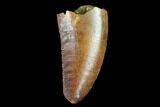 Serrated, Raptor Tooth - Real Dinosaur Tooth #98546-1